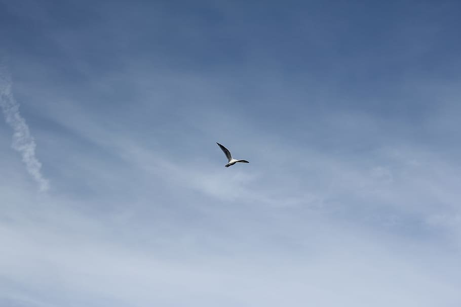 Low Angle Photography of White Bird Flying Under the Blue Sky HD wallpaper