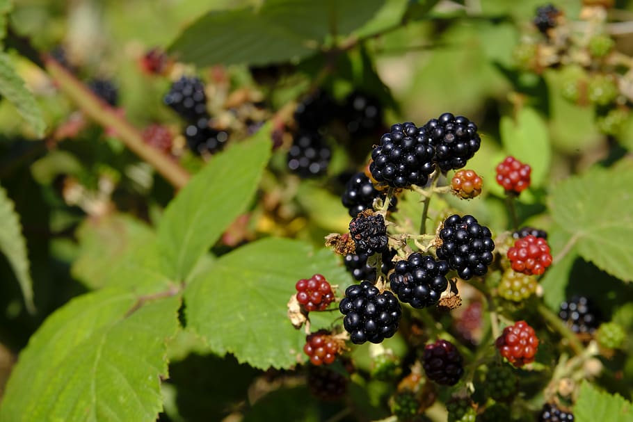 blackberries, berry, bed, fruit, soft fruit, bush, wild, healthy eating, HD wallpaper