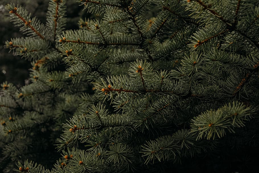 Shallow Focus Photography of Green Leaves, colors, cone, conifer HD wallpaper