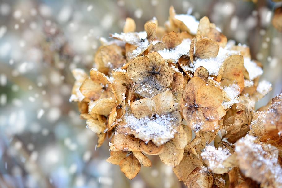 hydrangea, winter, faded, snowy, nature, flower, frost, garden HD wallpaper