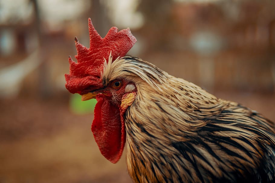 close-up photography of white and black asil rooster, poultry