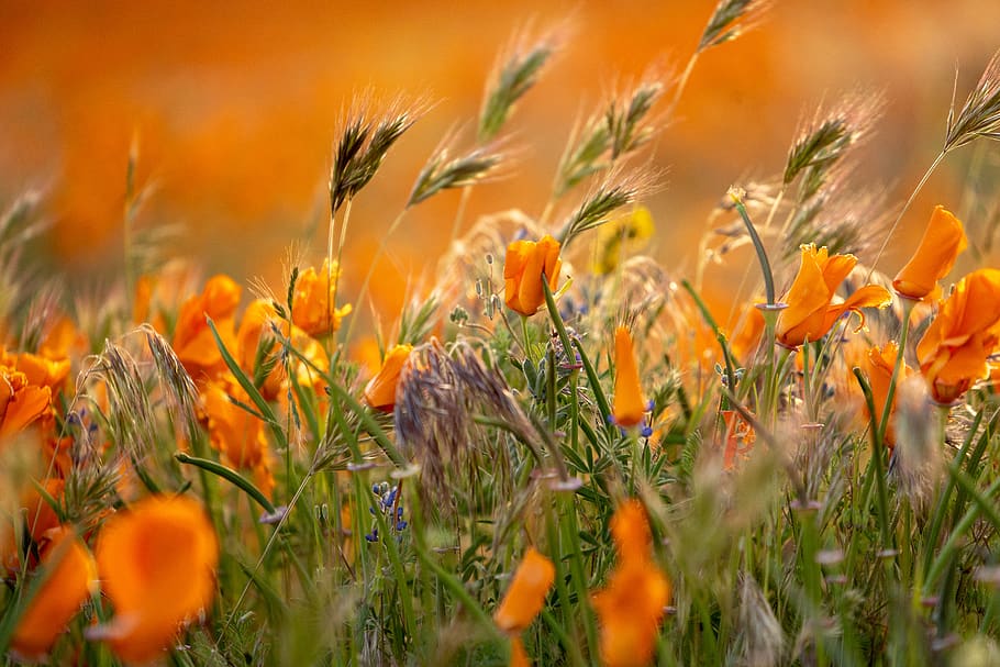 orange-petaled flowers, plant, cereal plant, agriculture, land HD wallpaper