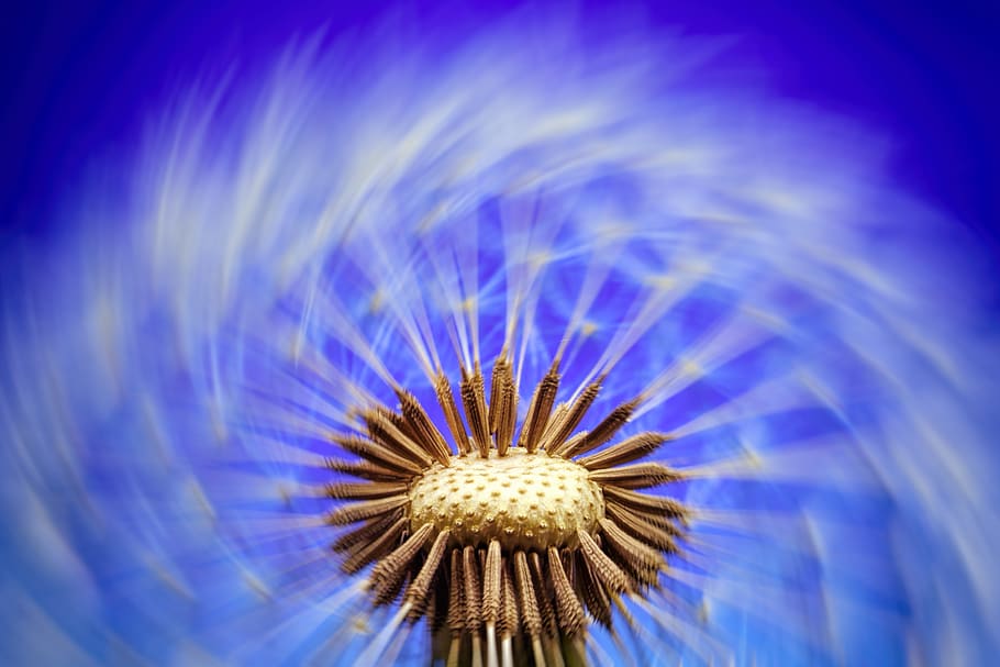 dandelion, blue, movement, blur, seeds, close up, macro, pattern HD wallpaper