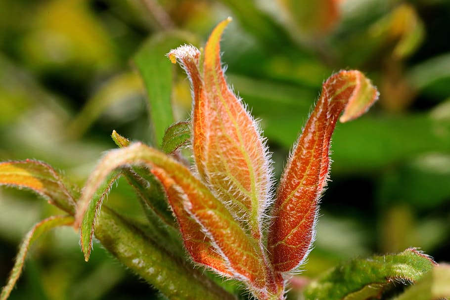 engine, spring, nature, plant, growth, close up, leaves, fresh HD wallpaper