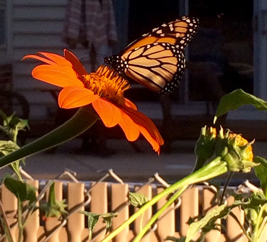monarch butterfly, flower, animal wing, butterfly - insect HD wallpaper