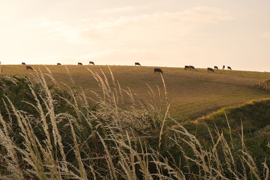field, cows, sunset, plant, land, grass, sky, landscape, environment HD wallpaper