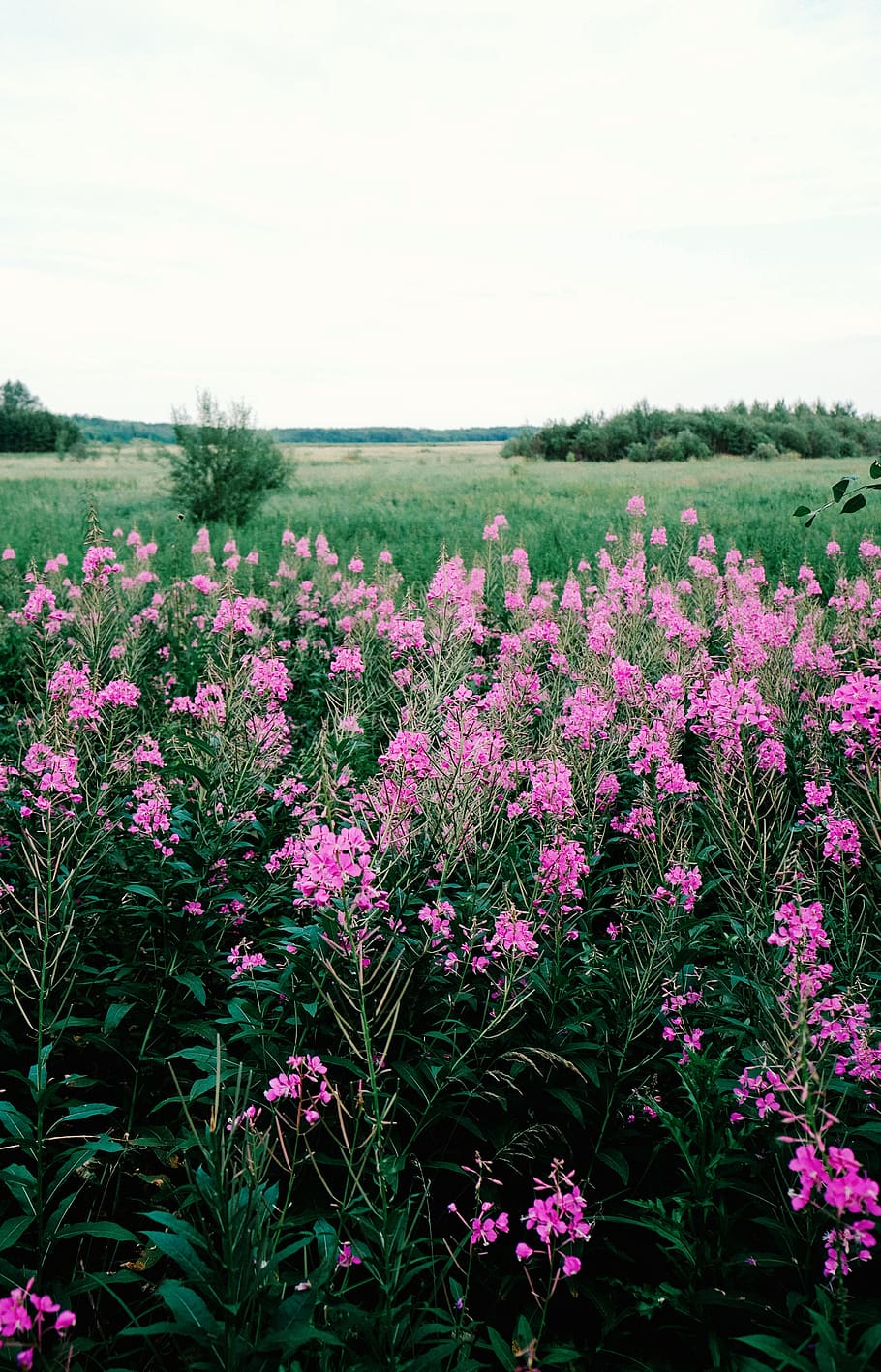 composition, colour, alberta, field, flowers, plant, flowering plant HD wallpaper