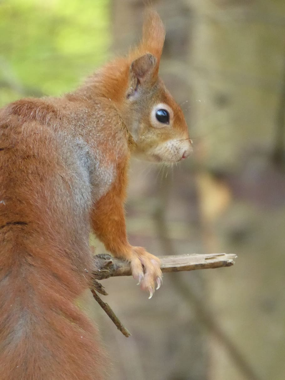 Forest tail. Белка хвост. Хвостик белочки. Беличий хвост. Белка с хвостиками.