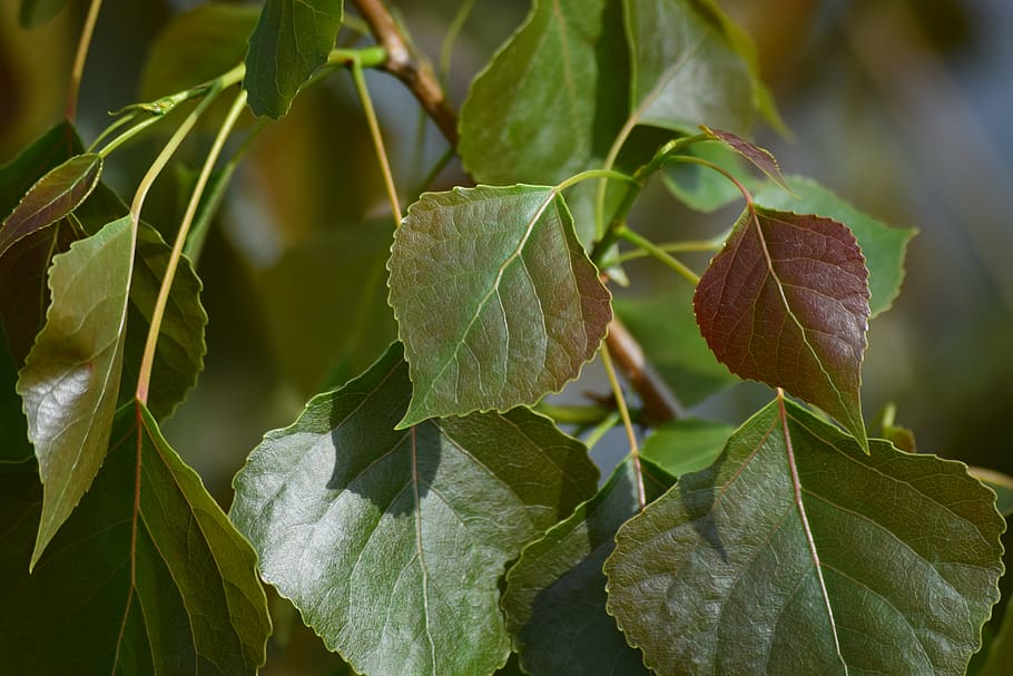 green, texture, leaves, leaf, plant part, close-up, growth HD wallpaper