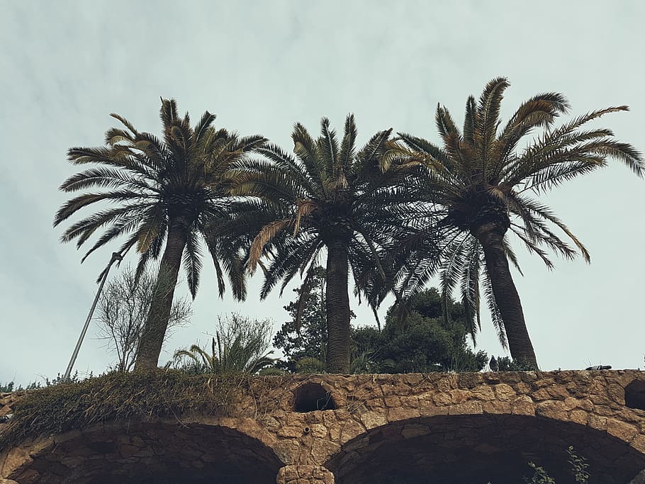 barcelona, spain, park güell, sky, palm, ancient, palm tree, HD wallpaper