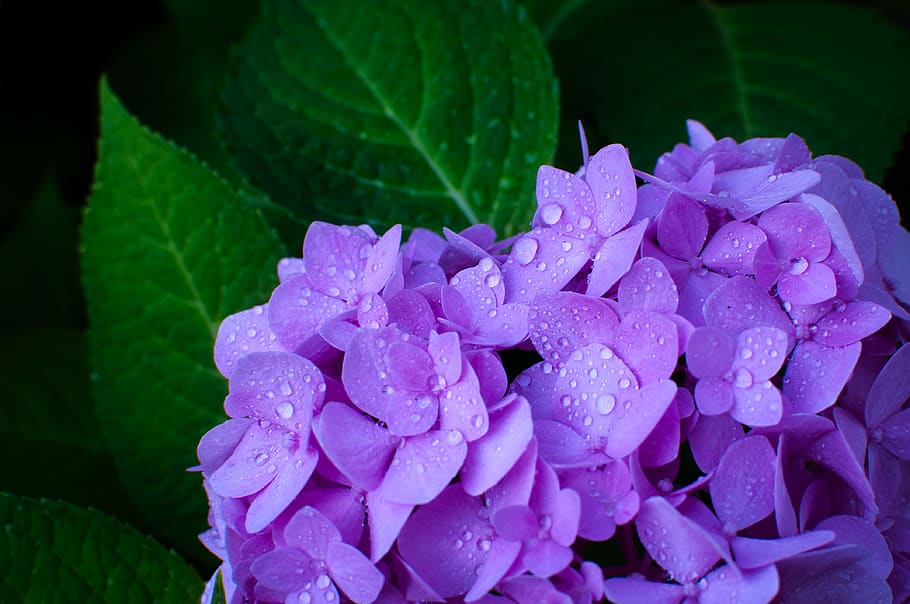 closeup photo of purple mophead hydrangea flower, plant, flora