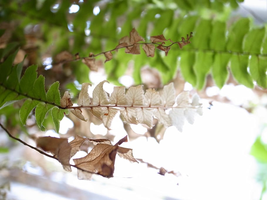plant, leaf, flower, blossom, hong kong, green, leaves, green and brown HD wallpaper