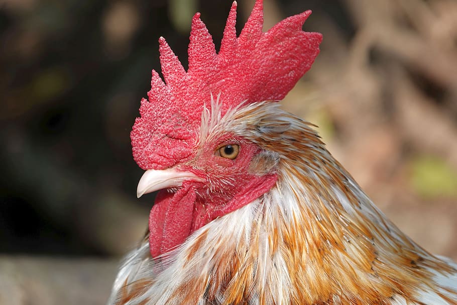 hahn, cockscomb, rooster head, portrait, close up, gockel, poultry HD wallpaper