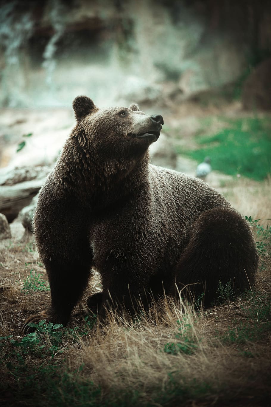 grizzly bear, animal, animal themes, mammal, animal wildlife HD wallpaper