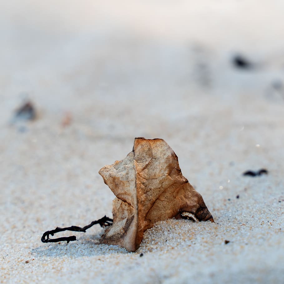 brown paper, leaf, plant, ground, human, person, sand, nature HD wallpaper