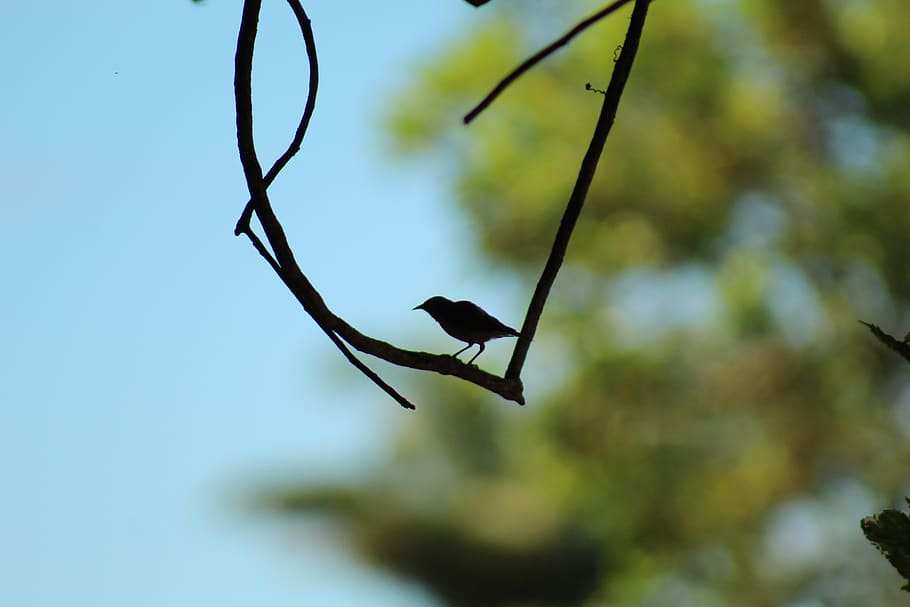 bird, shadow, silhouette, nature, animal, light, blue, fauna HD wallpaper