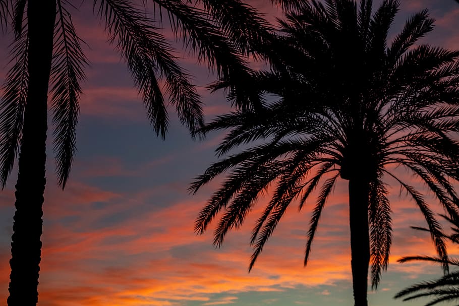 Silhouette Photo of Palm Trees During Dawn, backlit, coconut trees HD wallpaper
