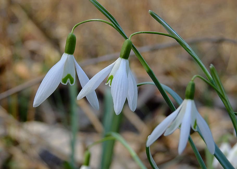 snowdrops, early spring, nature, white, blooming, plant, flower HD wallpaper