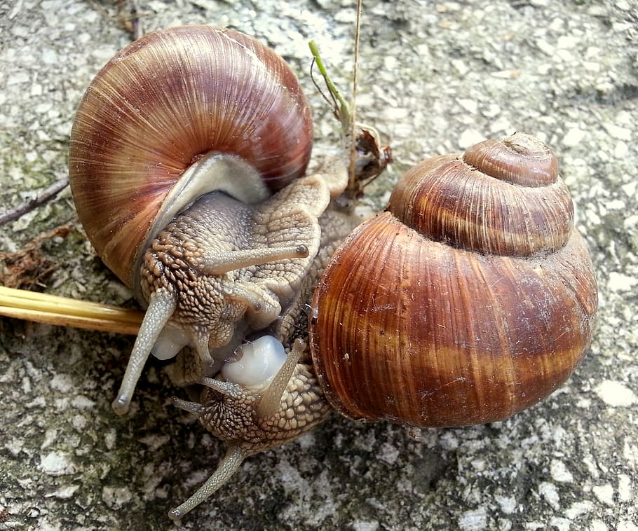animal wildlife, close-up, animal themes, shell, invertebrate HD wallpaper