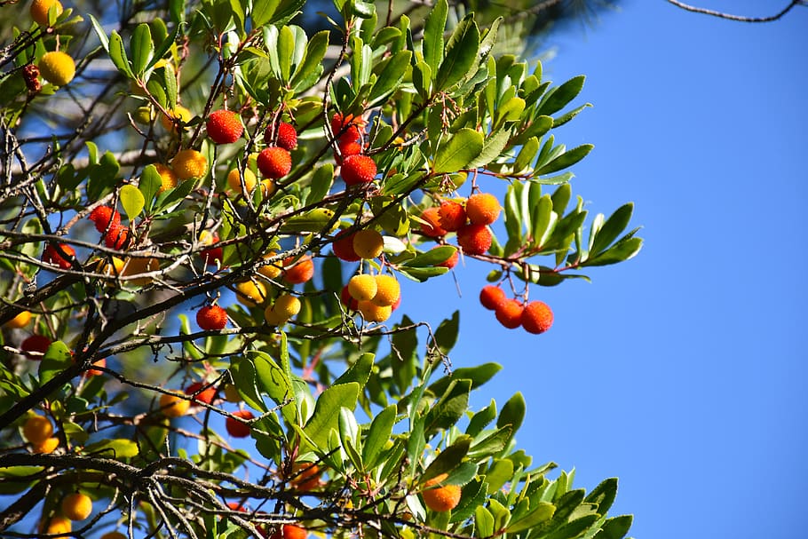 fruits, trees, forest, colors, nature, blue, healthy eating HD wallpaper