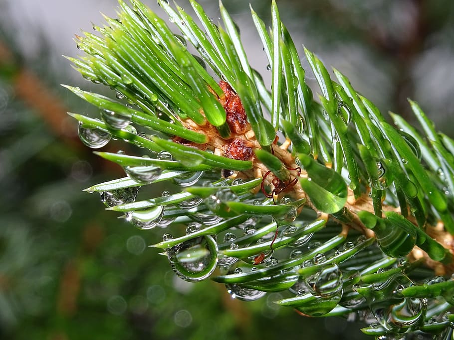 spruce, dew, morning, rain, plant, growth, green color, beauty in nature, HD wallpaper