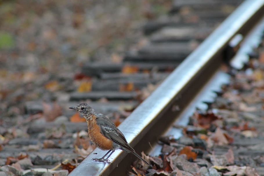 bird, rail, suicide, animal themes, vertebrate, one animal HD wallpaper
