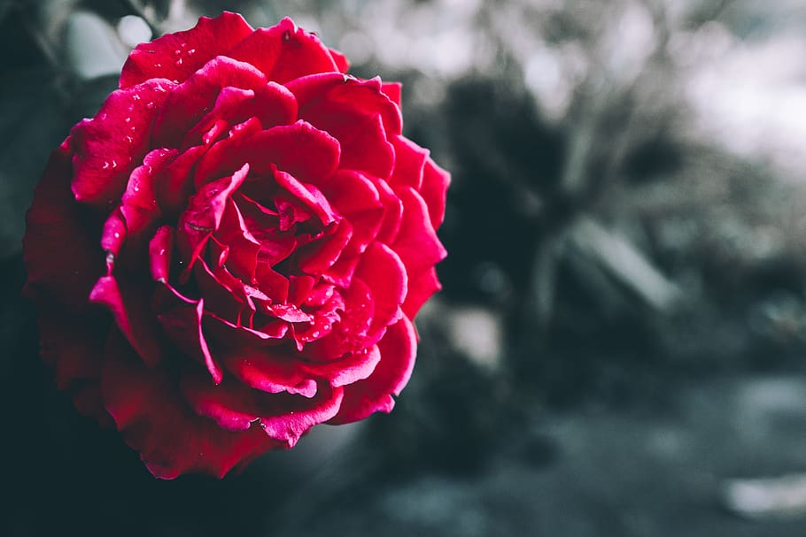 red flower, plant, carnation, blossom, flora, rose, nature, petal HD wallpaper