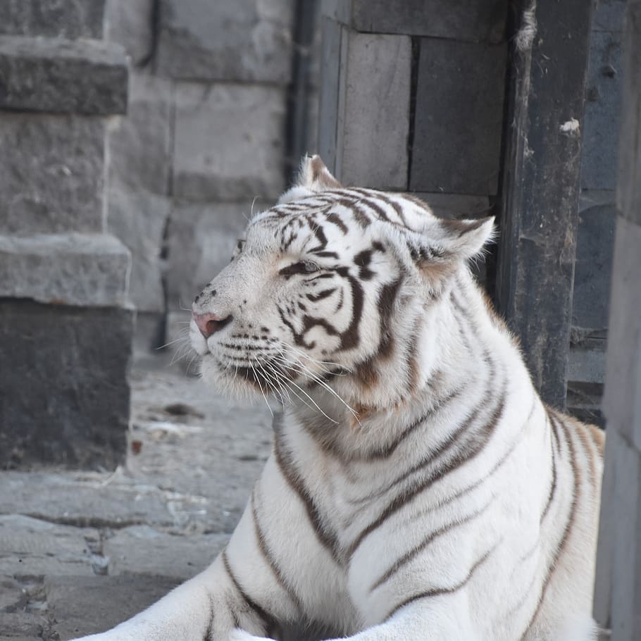 tiger, white, nature, predator, tawny, noble, portrait, striped HD wallpaper
