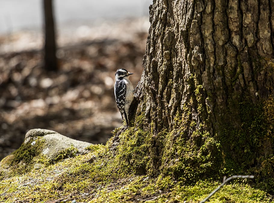bird, birds, trees, nature, park, wildlife, green, landscape HD wallpaper
