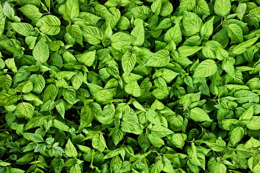 leaves, foliage, texture, background, backdrop, green, nature HD wallpaper