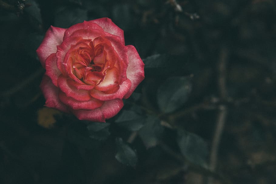 pink rose flower, flowering plant, rose - flower, beauty in nature HD wallpaper