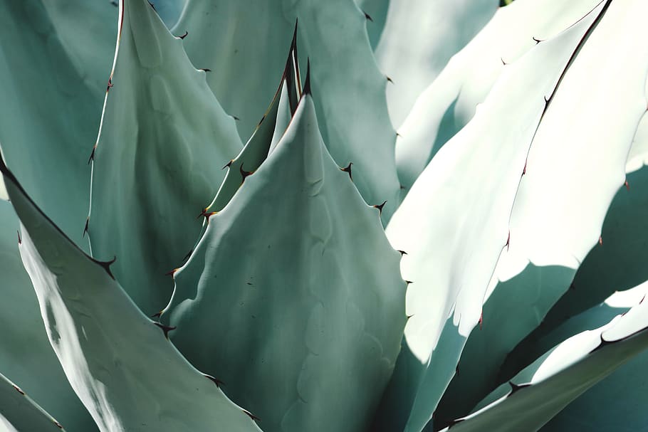 Macro Photography of Plant, agave, aloe, cacti, cactus, close-up, HD wallpaper