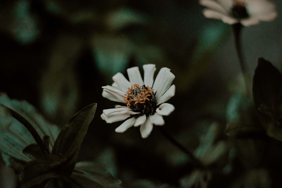 White Flower Blooming, beautiful, blur, close-up, delicate, depth of field HD wallpaper