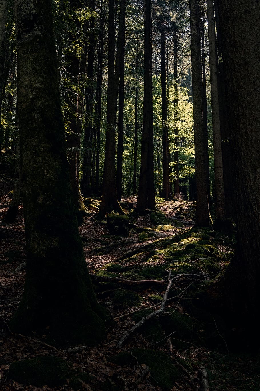 Forest, daylight, environment, green, landscape, moss, nature HD wallpaper