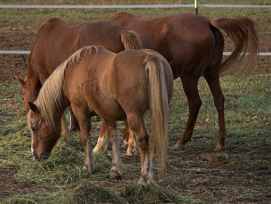 horses, pony, coupling, brown, mane, close up, equestrian, rural HD wallpaper