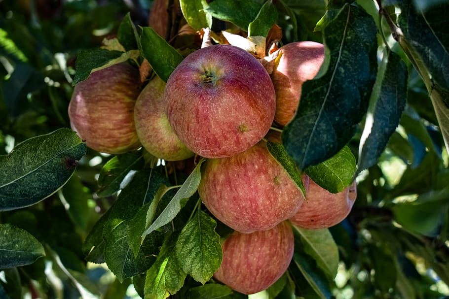 apples, fruit, red, delicious, healthy, fresh, food, nature HD wallpaper