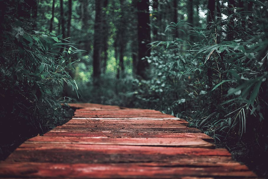 brown wooden path in the middle of green plants, trail, boardway HD wallpaper