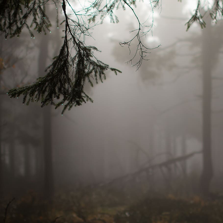 tree, fog, mist, landscape, water, nature, weather, snow, forest HD wallpaper