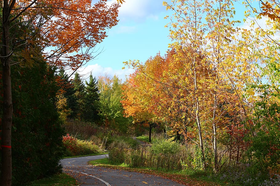 fall, colors, red, leaves, autumn, nature, colorful, tree, landscape, HD wallpaper