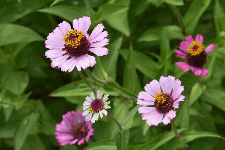 flowers, pink, macro, nature, blossom, bloom, spring, summer HD wallpaper