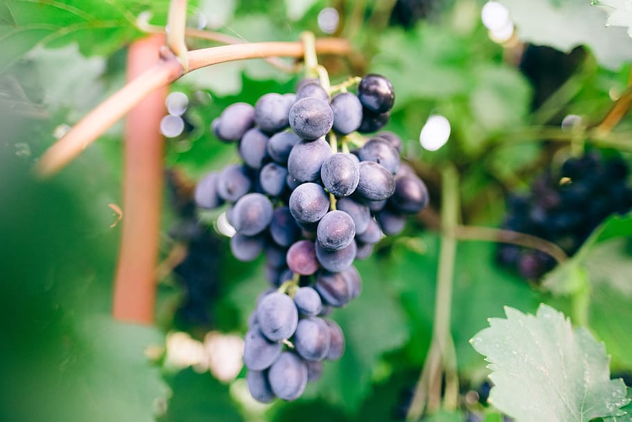 purple grapes, close up, wine, leafe, bokeh, green, blue, light HD wallpaper