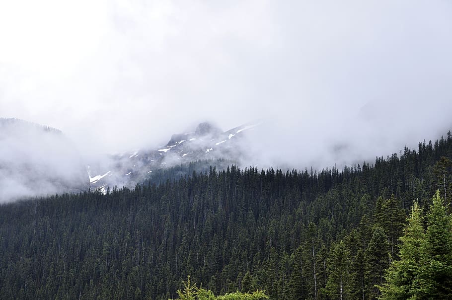pine forest under cloudy sky, tree, plant, beauty in nature, tranquil scene HD wallpaper