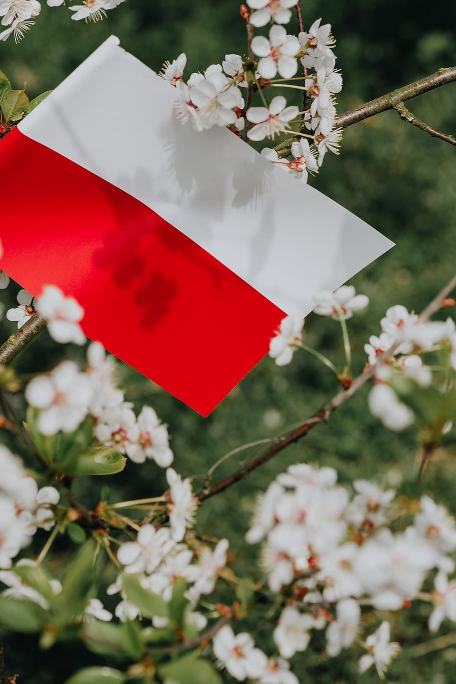 Flag of Poland - Polska Flaga, nature, Europe, tree, polish, national