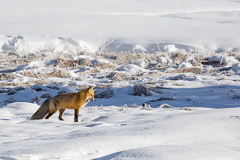 fox, red, lone, predator, snow, wildlife, nature, looking, fur HD wallpaper