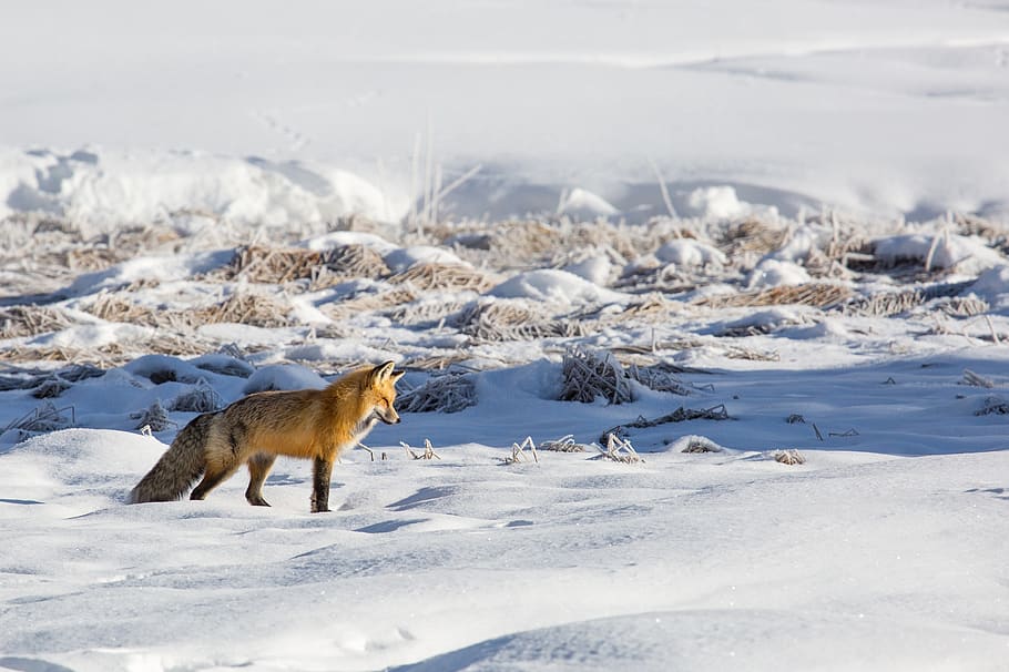 fox, red, lone, predator, snow, wildlife, nature, looking, fur HD wallpaper