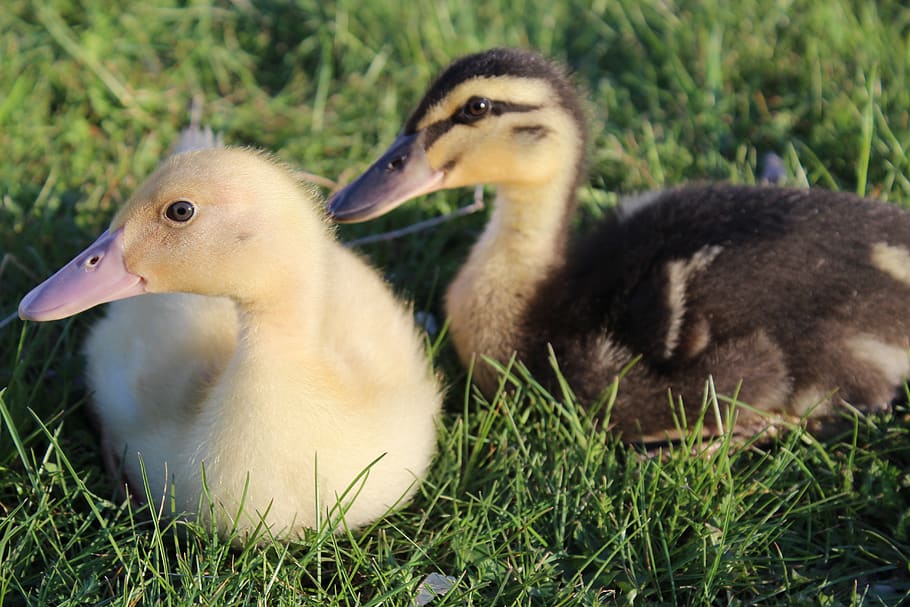 ducks, spring, grass, easter, bird, animal themes, group of animals HD wallpaper