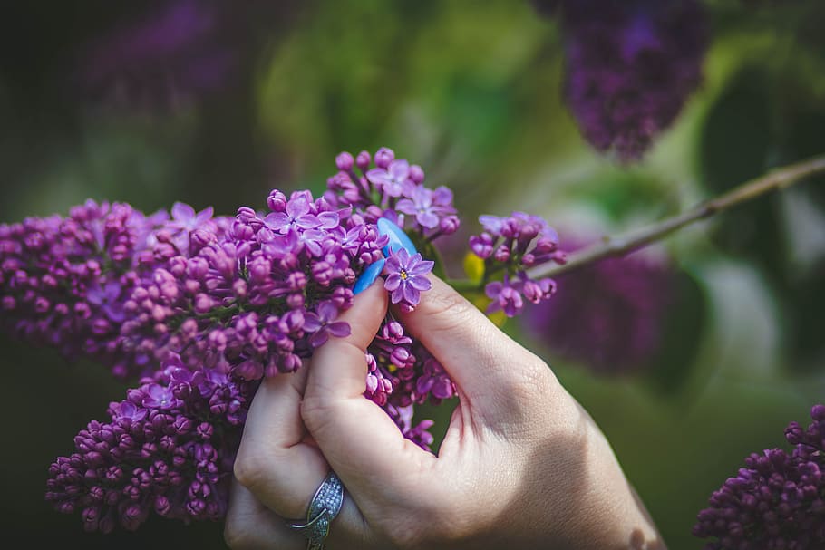 Person Holding Purple Hyacinth Flower, bloom, blooming, blossom HD wallpaper