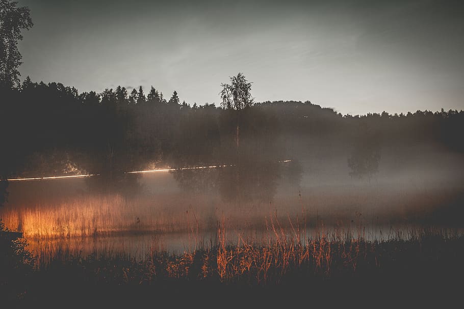sunset, lake, trees, forest, mist, fog, dusk, plant, tranquility HD wallpaper