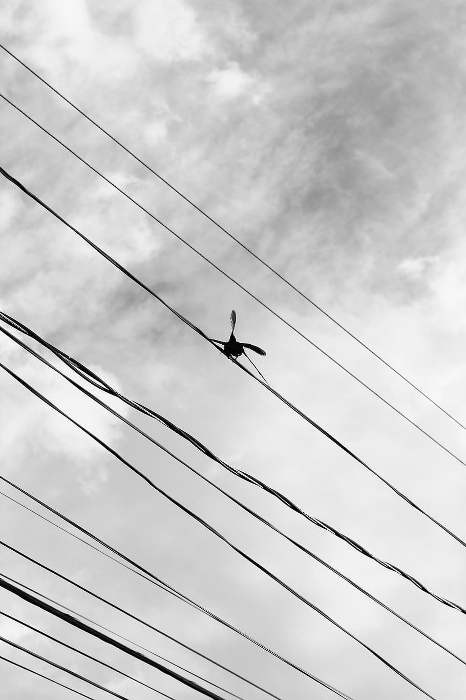 bird, ceu, nature, flight, clouds, pity, seagull, landscape HD wallpaper