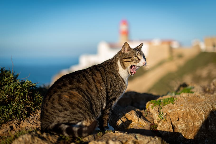 brown tabby cat on grey stone, mammal, pet, animal, manx, rock HD wallpaper